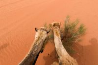 camel-ride-2